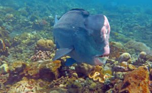 Humphead Parrotfish Clickable