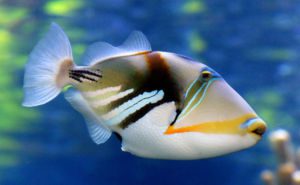 HumuHumu Clickable