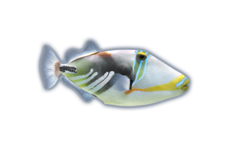 Hum Hum Fish HumuHumu - Ocean Animals