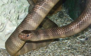 Black-Banded Sea Krait Clickable