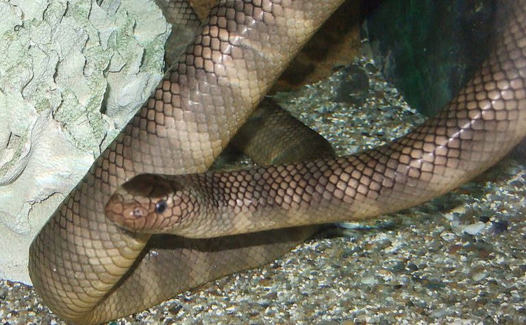 Black-Banded Sea Krait Clickable