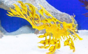 Leafy Seadragon Clickable