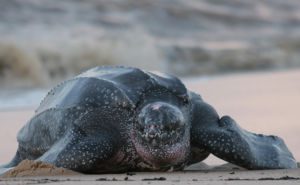 Leatherback Sea Turtle Clickable