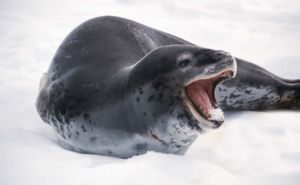 Leopard Seal Clickable