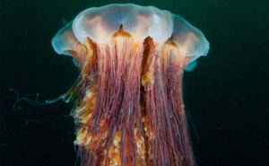 Lion's Mane Jellyfish Clickable
