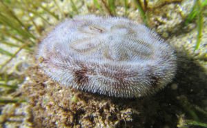 Living Sand Dollar Clickable