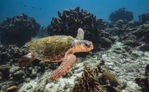 Loggerhead Sea Turtle Clickable