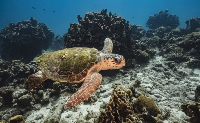 Loggerhead Sea Turtle Clickable