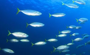 Mackerel Clickable