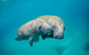Manatee Featured Photo