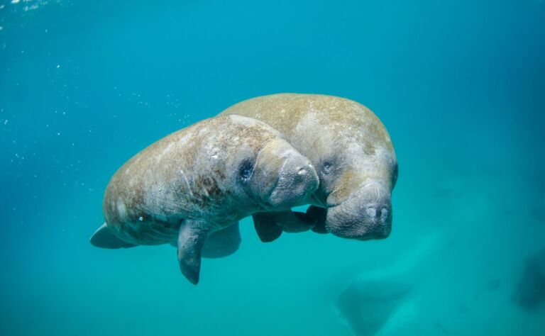 Manatee Featured Photo