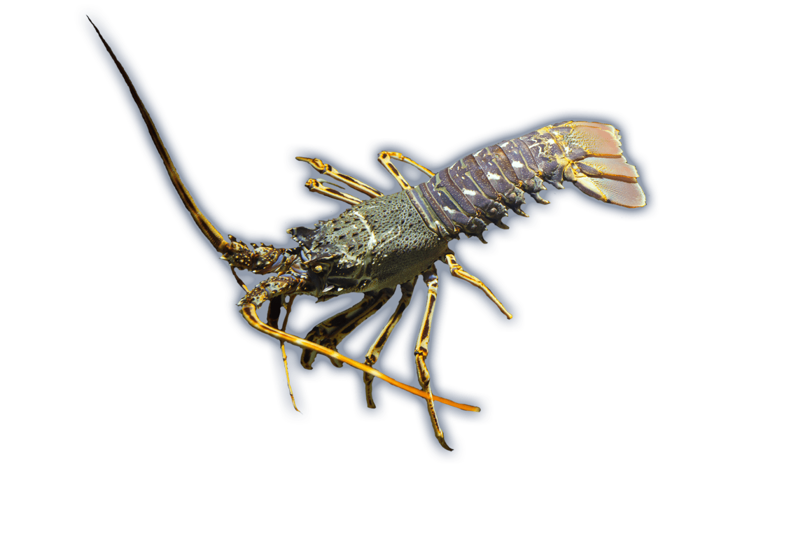 Lobster Ocean Animals