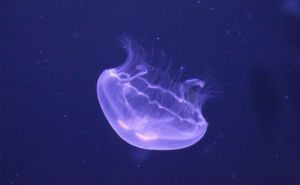 Moon Jellyfish Clickable