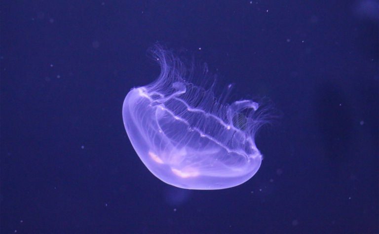 Moon Jellyfish Clickable
