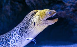Moray Eel Clickable
