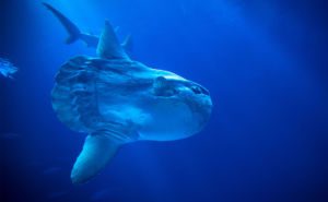 Ocean Sunfish Clickable