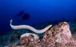 Olive Sea Snake Clickable