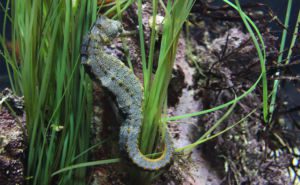 Pacific Seahorse Clickable