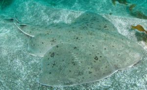 Pacific Angelshark Clickable
