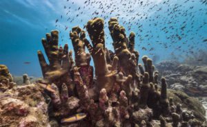 Pillar Coral Clickable