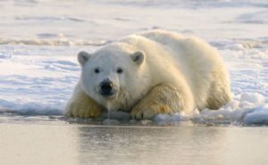 Polar Bear Header