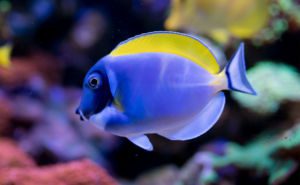 Powder-Blue Surgeonfish Clickable