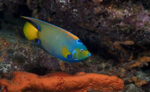 Queen Angelfish clickable