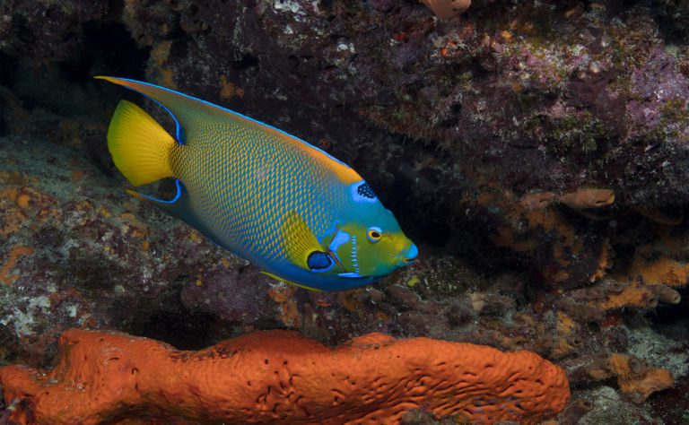 Queen Angelfish clickable