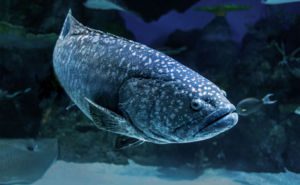 Queensland Grouper Clickable