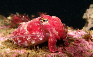Reaper (Red) Cuttlefish Clickable
