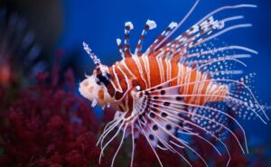 Red Lionfish Header