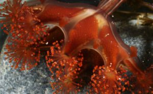 Red Stalked Jellyfish Clickable