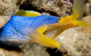 Ribbon Eel Clickable
