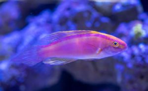 Rose-Banded (Pink-Banded) Fairy Wrasse Clickable