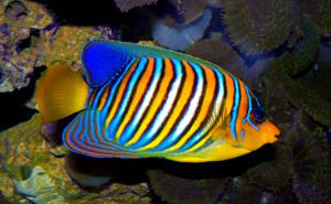 Royal (Regal) Angelfish Clickable