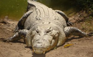 Saltwater Crocodile Clickable
