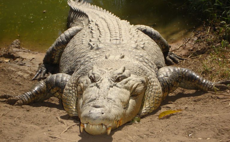 Saltwater Crocodile Clickable