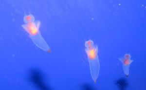 Sea Angels Clickable