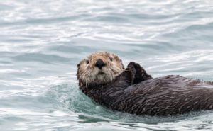 Sea Otter Clickable