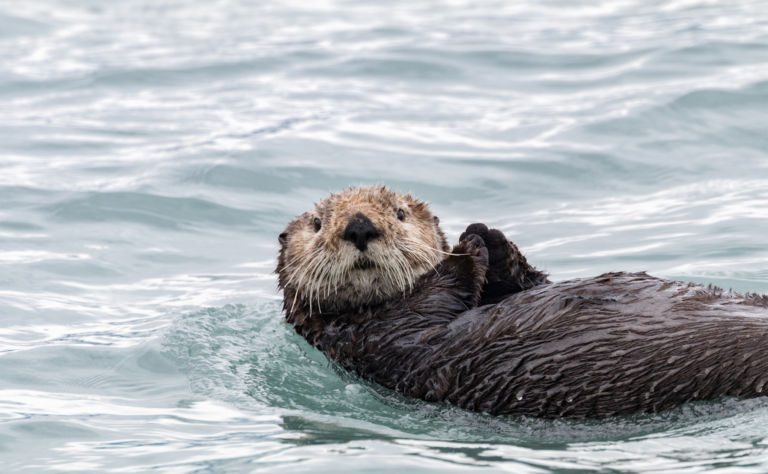 Sea Otter Clickable