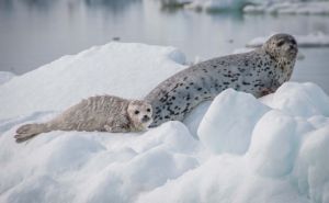 Spotted Seal and Pup Clickable