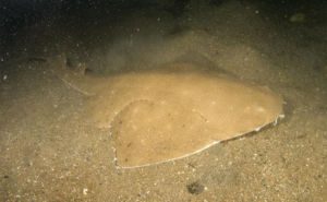 Australian Angelshark (Squatina australis) Clickable