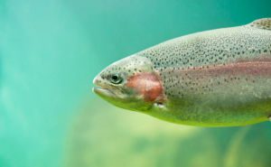 Steelhead (Rainbow) Trout Clickable