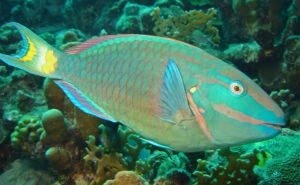 Stoplight Parrotfish Clickable