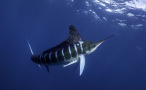 Striped Marlin Billfish