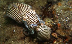 Striped Pyjama Squid Clickable