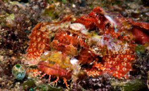Tasseled Scorpionfish Clickable