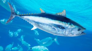 Tuna Header