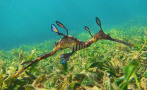 Weedy(Common) Seadragon Clickable