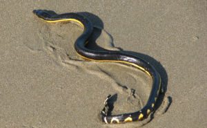 Yellow-Bellied Sea Snake Clickable
